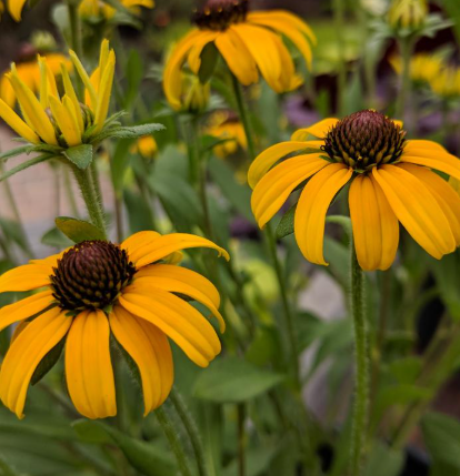 1G Rudbeckia X 'American Gold Rush' - Black-eyed Susan - 1015367