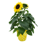 6" Sunflower 1ppp w/PC - F1776
