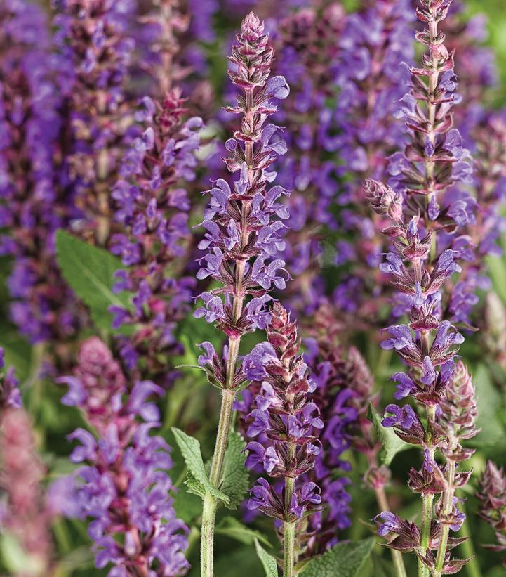 1G Salvia Color Spires 'Violet Riot' - Meadow Sage - 1007893