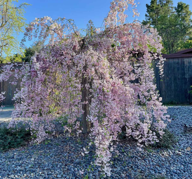 Weeping Cherry Tree - Subhirtella Pink 10-12' - 5770
