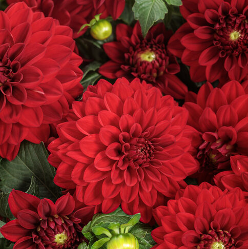 Royale PW Dahlia - Virtuoso - Classy Carmine