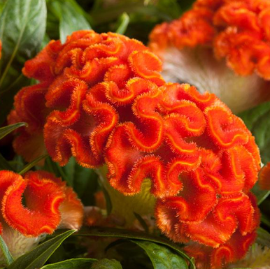 9" Celosia - Twisted Dark Orange