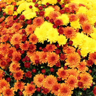 14" TP Mum Combination Patio Pot # 10 - Sparkling Cheryl Yellow / Golden Cheryl / Spicy Cheryl Orange