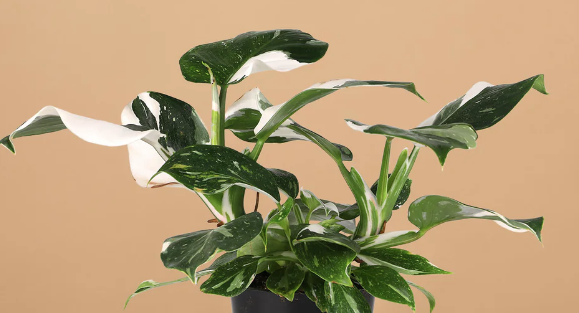 4" Philodendron White Wizard