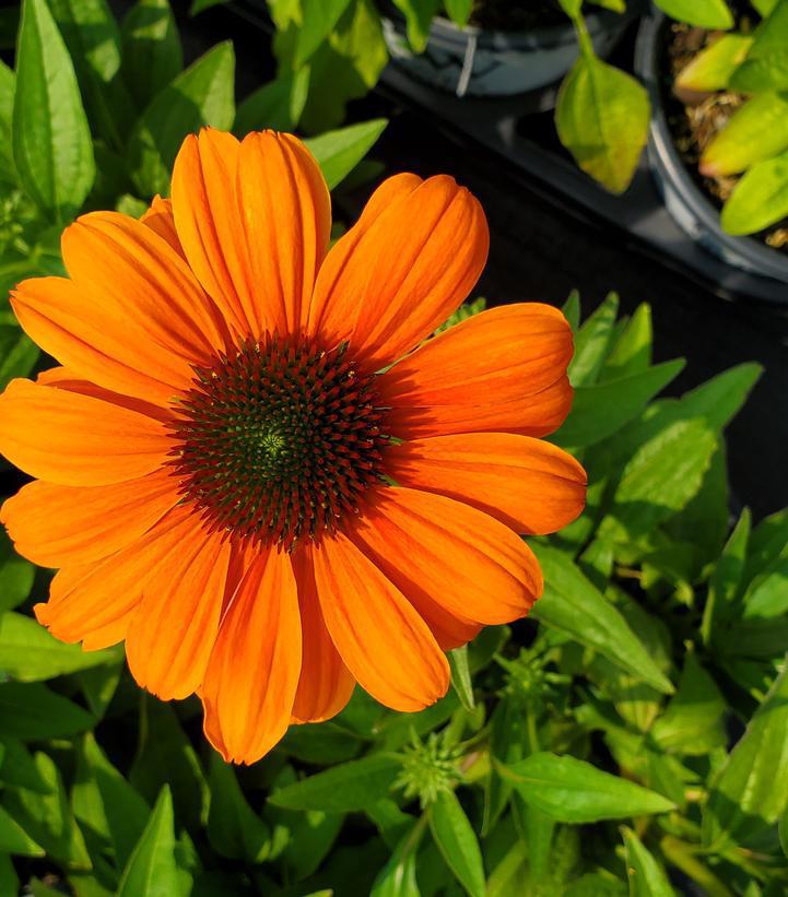 1G Echinacea Color Coded 'Orange You Awesome' - Coneflower - 1012930