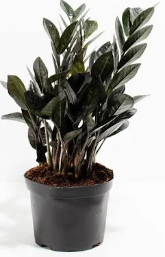4" Black ZZ - Zamioculcas, or Zamiifolia