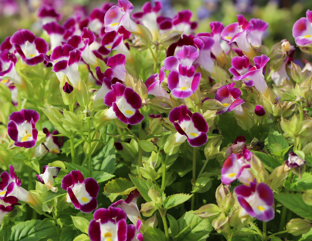 6" Torenia