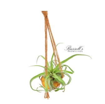 18" Macrame w/ Air Plant - FP0010