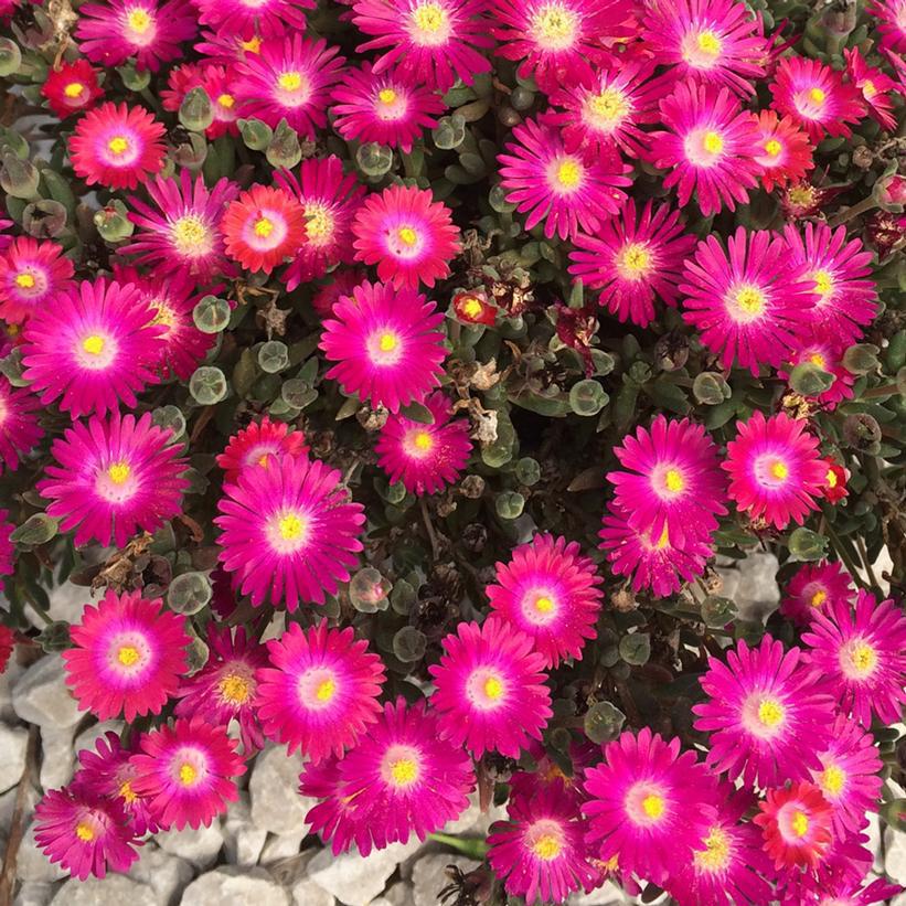 1G Delosperma Jewel of the Desert 'Amethyst' - Ice Plant - 1015292