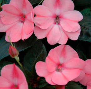 8" TP Sunpatiens
