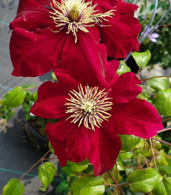 8" Clematis Vine 'Charmaine' - 1012209