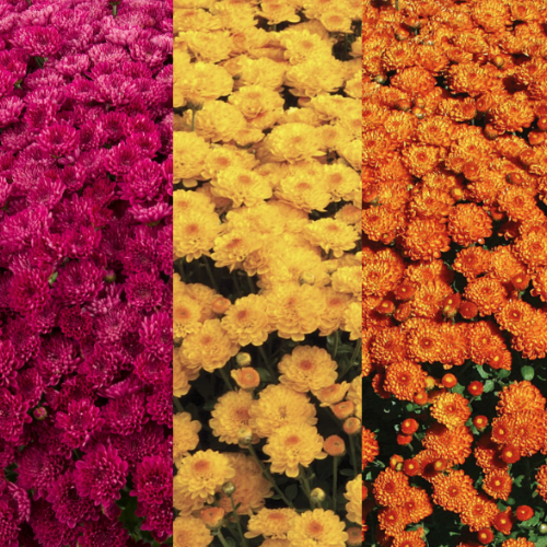 10" HB Mum Hanging Basket Combination # 39 - Adriana Purple / Gigi Gold / Gigi Orange