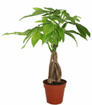 5" Money Tree Braid - T4265