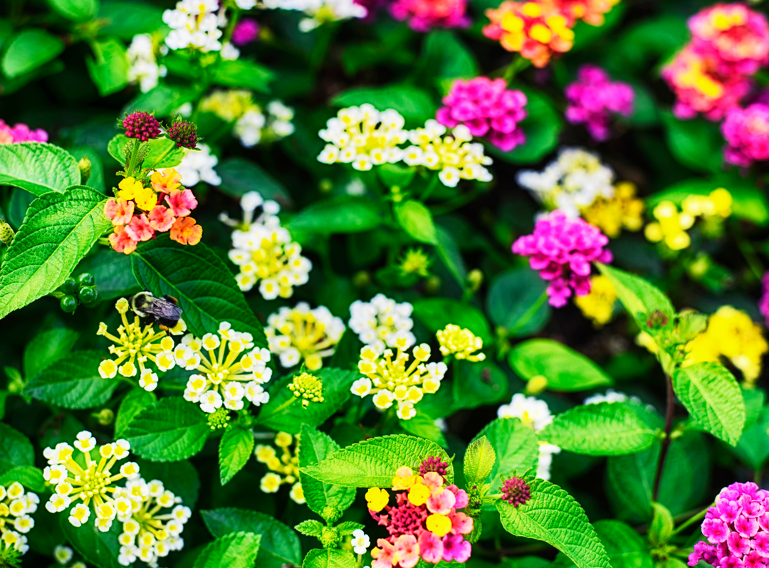 8" Lantana