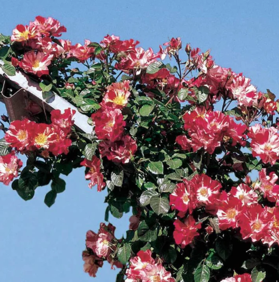 3G Rose Bush - 'Fourth of July' Red White - Climbing - 3725