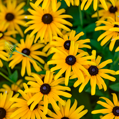 1G PW Rudbeckia - Treasure Trove