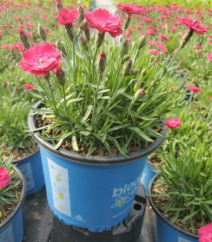 8" Dianthus 'Glamour Time' - Carnation - 1021894