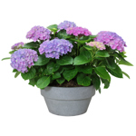12" Hydrangea - Magical Blue Low Bowl - G5498