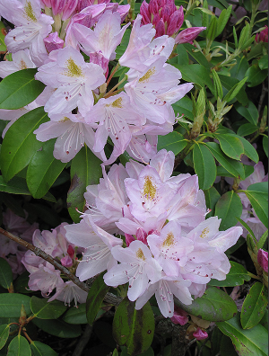 6G Rhododendron Album Elegans White/Pink 24/30" - 76500-0906 - RH0101P24