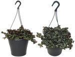 8" HB Tradescantia Purple Hanging Basket - G2384