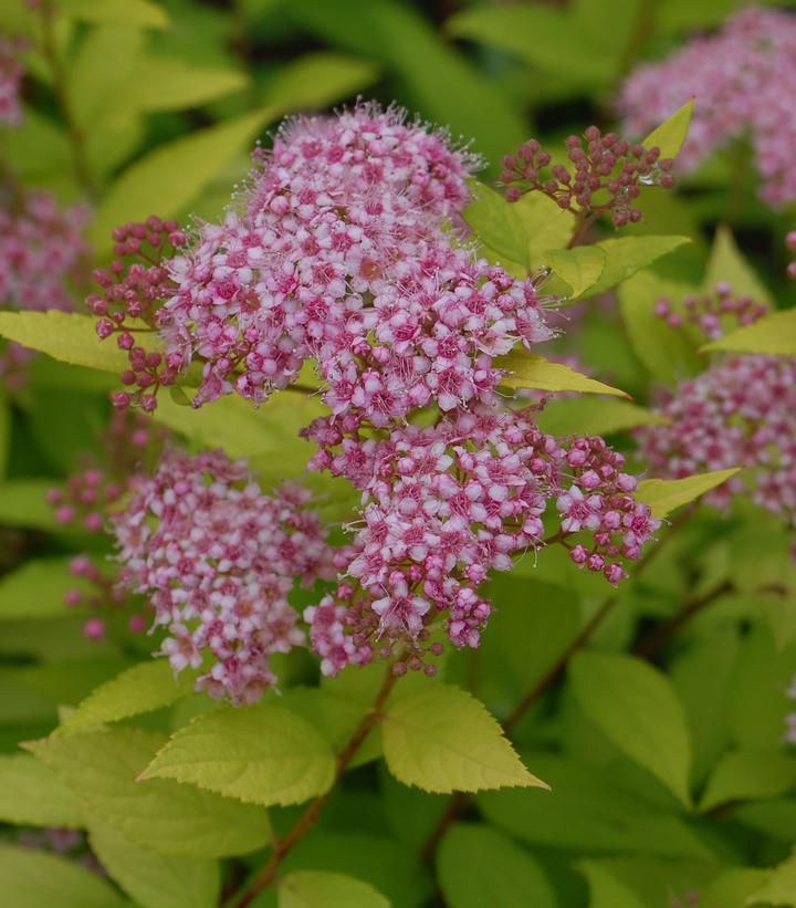 3G Spiraea Bumalda 'Goldmound' - 1001116