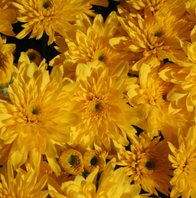 9" Mum - Yolanda Yellow