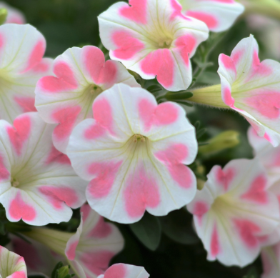 8" TP Petunia - Surfinia Heartbeat