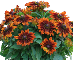 9" Rudbeckia Sunbeckia Sarah - Black-Eyed Susan