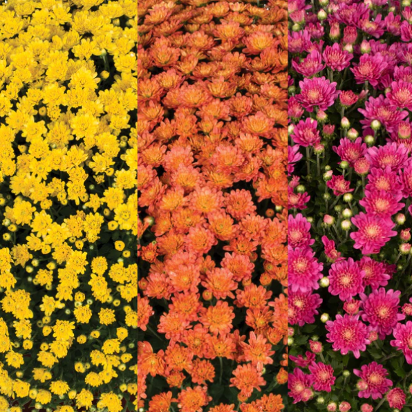 9" Combination Mum # 36 - Jacqueline Orange / Jacqueline Pink / Jacqueline Yellow