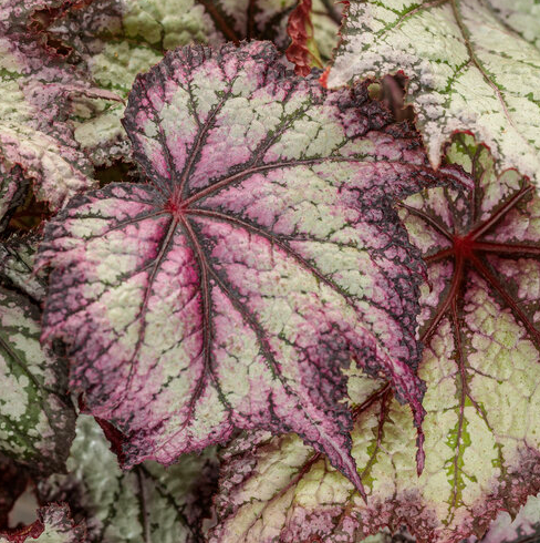 4.25" PW Begonia - Space Age - Europa