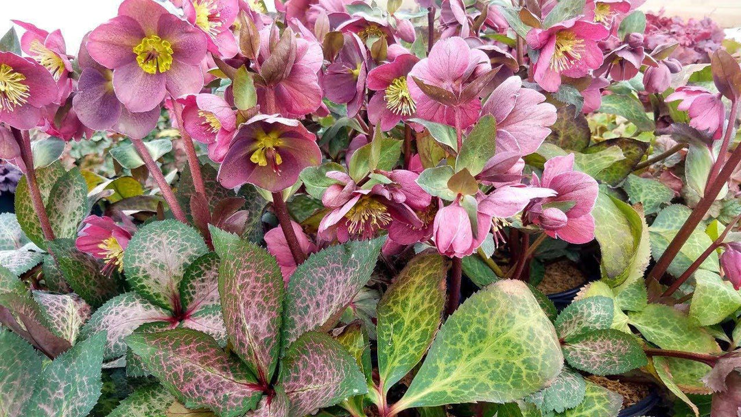 8" Helleborus X Frostkiss `Pippa's Purple` - 1015393