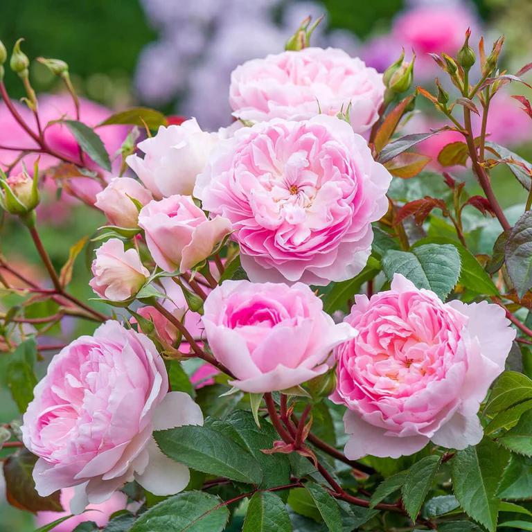 3G David Austin Rose Bush - 'Silas Marner' Pink - 2145