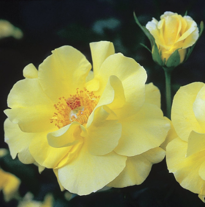 3G Rose Bush - 'Golden Showers' Yellow - Climbing - 4835