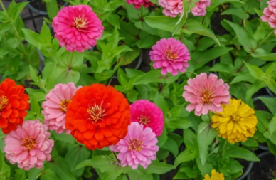 306 Zinnia Jumbo Six Pack