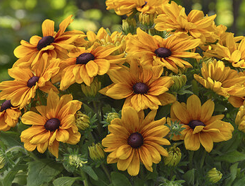 12" TP Rudbeckia Sunbeckia Carolina - Black-Eyed Susan