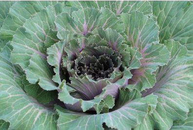 9" Ornamental Flowering Cabbage - Pigeon Pink