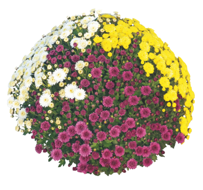 10" HB Mum Hanging Basket Combination # 16 - Staviski Yellow / Staviski White / Staviski Pink