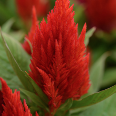 9" Celosia First Flame Scarlet