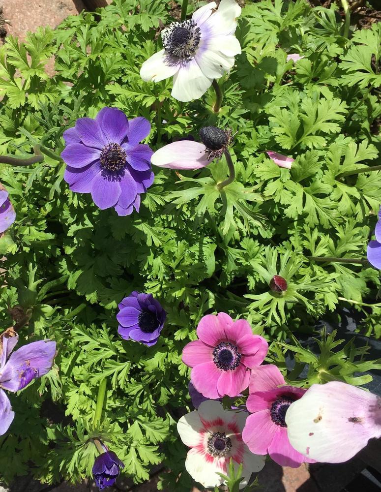 6.5" Anenome