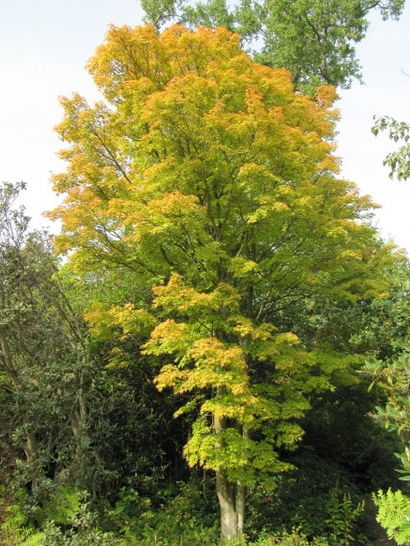 10G Acer Palmatum Sango Kaku Coral Bark Japanese Maple Tree 6/7' - 02275-1679 - AP1901PP6F