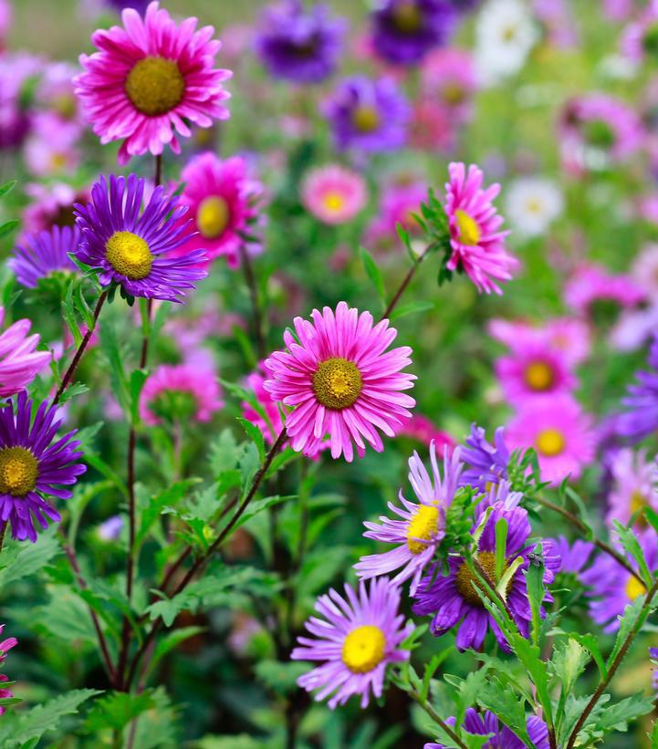 2G Aster 'Medley Mix' - 1009907