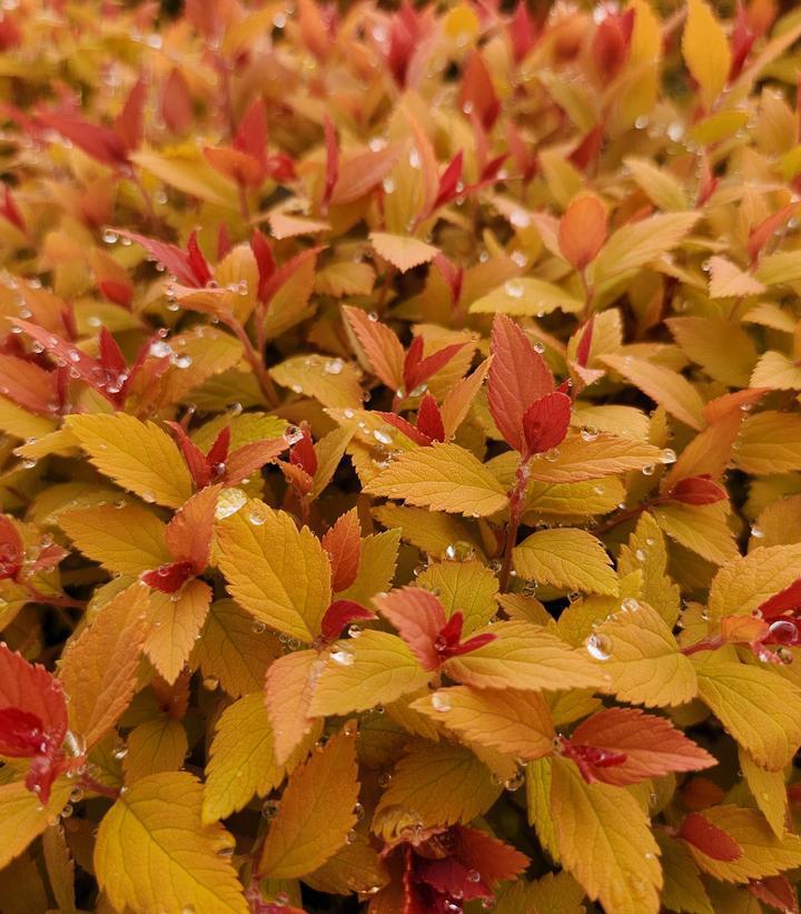 2G Spiraea Japonica Double Play 'Candy Corn' - Spirea - 1009740