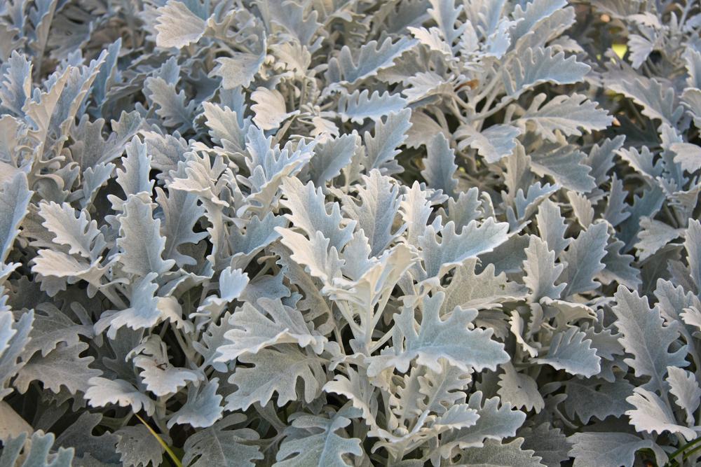 804 Dusty Miller 4 Pack