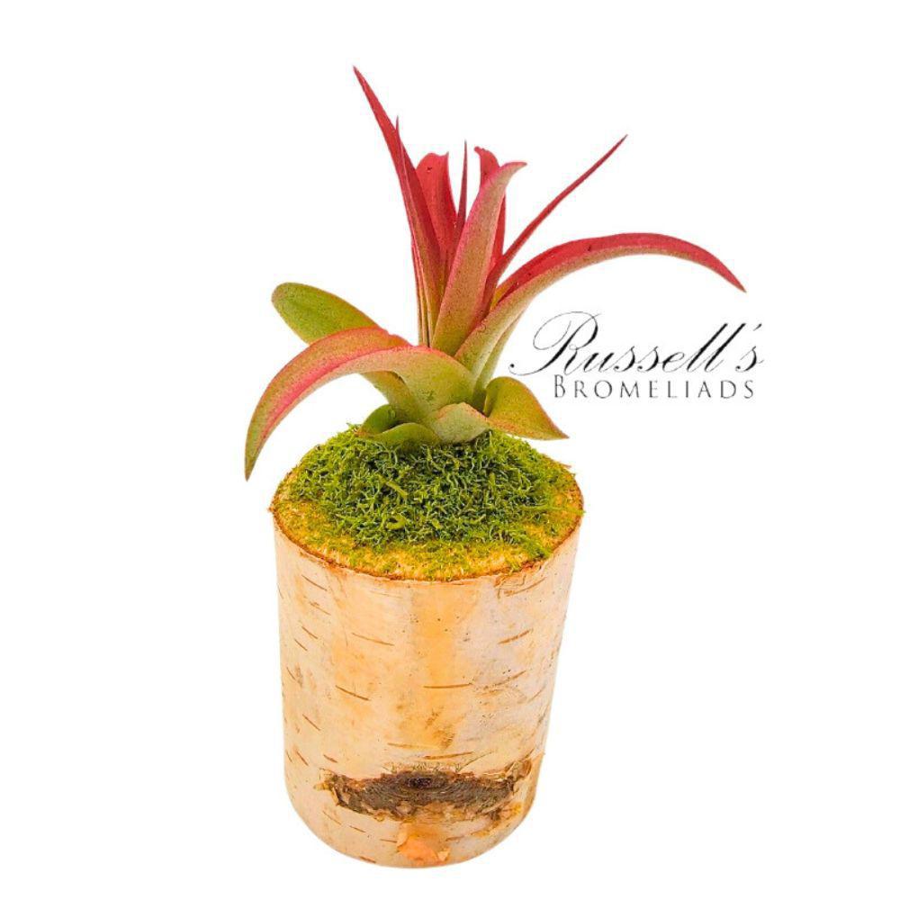 Wood Stump Planter w/ Air Plant FP0023