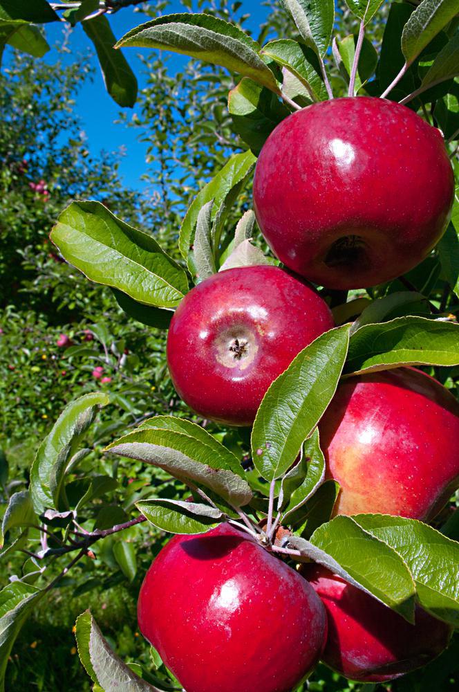 Apples - Cortland ( Local Hollis, NH ) by the pound