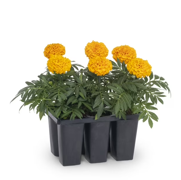 306 Marigold 6 Pack