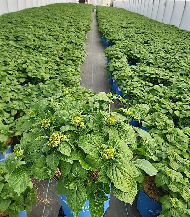3G Hydrangea Macrophylla Endless Summer Pop Star - Bigleaf - 1013852
