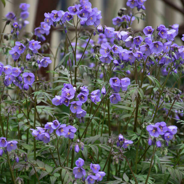 1G Polemonium 'Heaven Scent' - Jacob's Ladder - 1013132