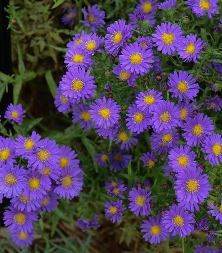 2G Aster 'Kickin Purple' - New England Aster - 1015396