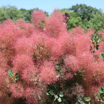 3G Cotinus coggygria The Velvet Fog - Smokebush - 1012705